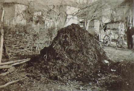 BASA-3K-7-529-17(5)-The sanitary service in the Kyustendil region in 1936