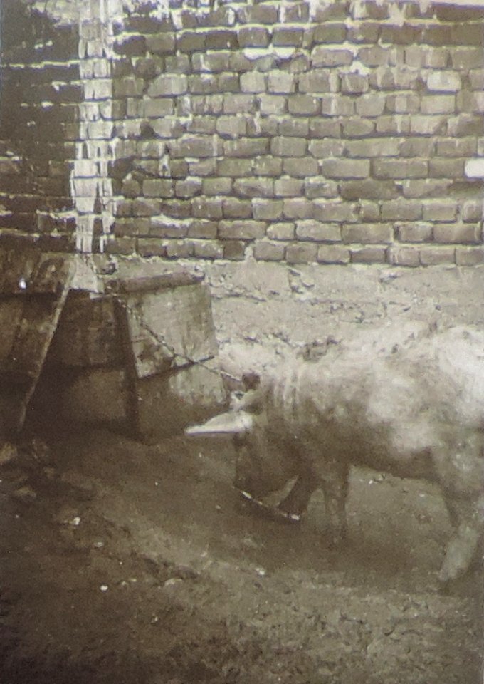 BASA-3K-7-529-18(4)-The sanitary service in the Kyustendil region in 1936