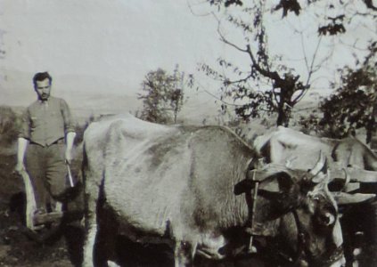 BASA-3K-7-529-22(4)-The sanitary service in the Kyustendil region in 1936