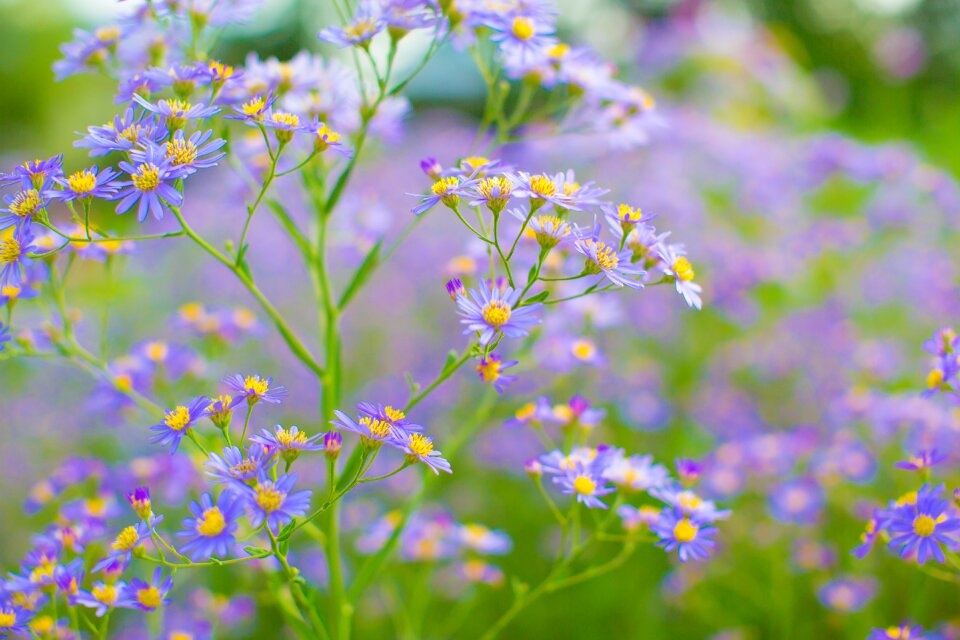 Plant summer pasture photo