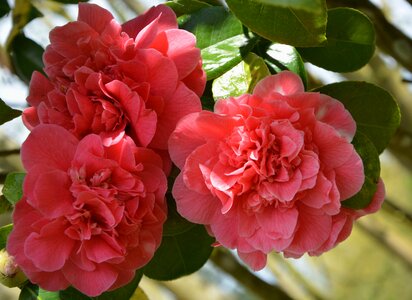 Camellia pink shrub nature photo
