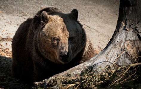 Animal the zoo brown bear photo