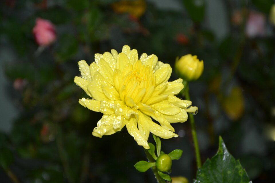Country nature yellow