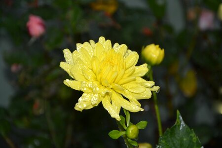 Country nature yellow