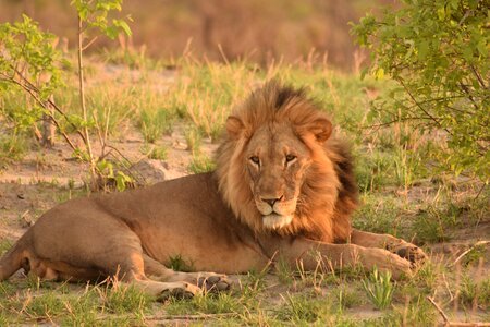 Africa safari brown lion photo