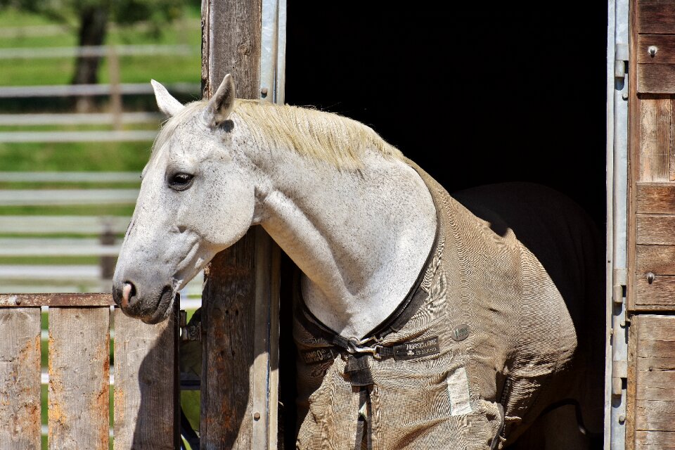 Box cute white horse