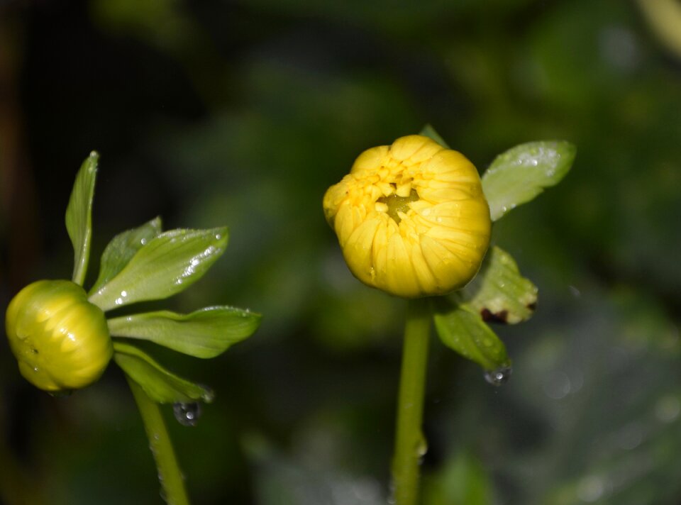 Nature garden plant