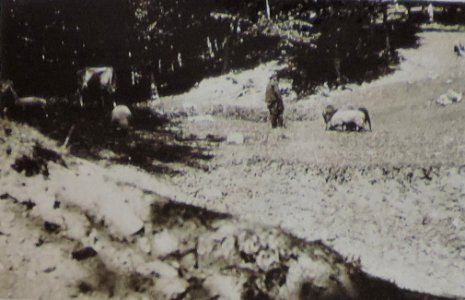 BASA-3K-7-529-22(2)-The sanitary service in the Kyustendil region in 1936