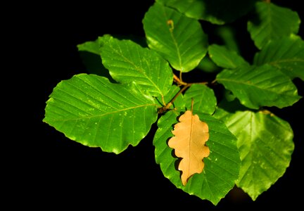 Growth beech leaf oak leaf
