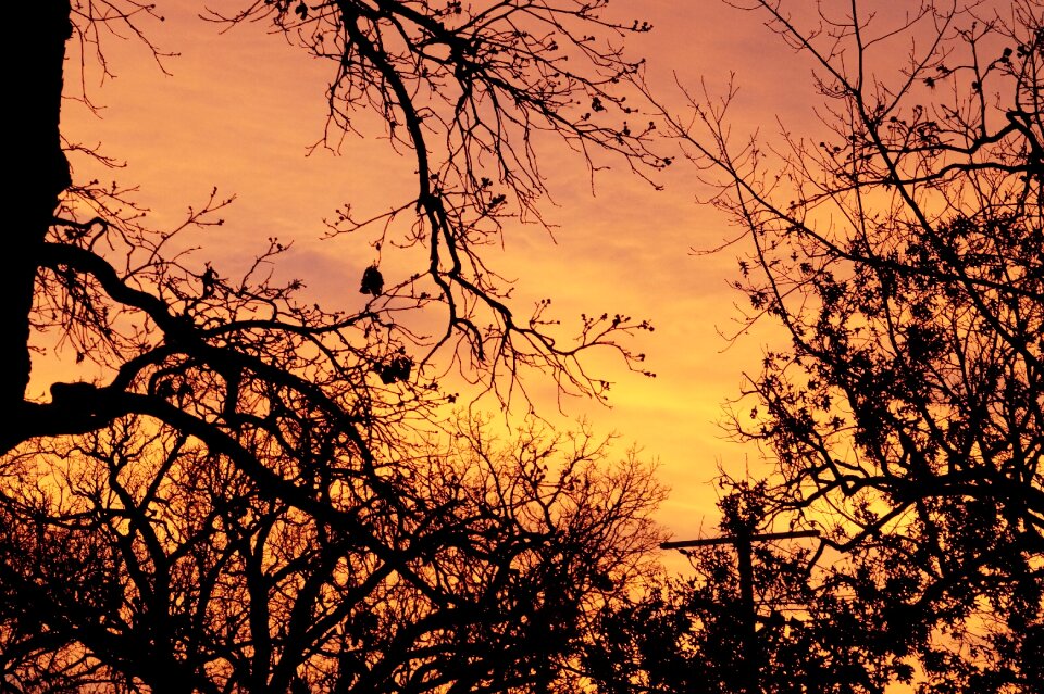 Nature sun orange