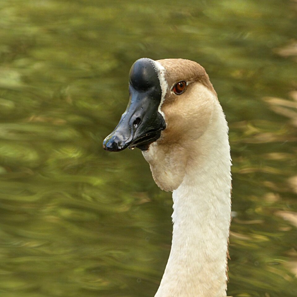 Domesticus anser anser water bird poultry