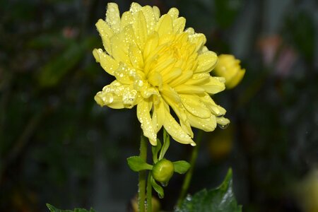 Nature yellow flowering photo