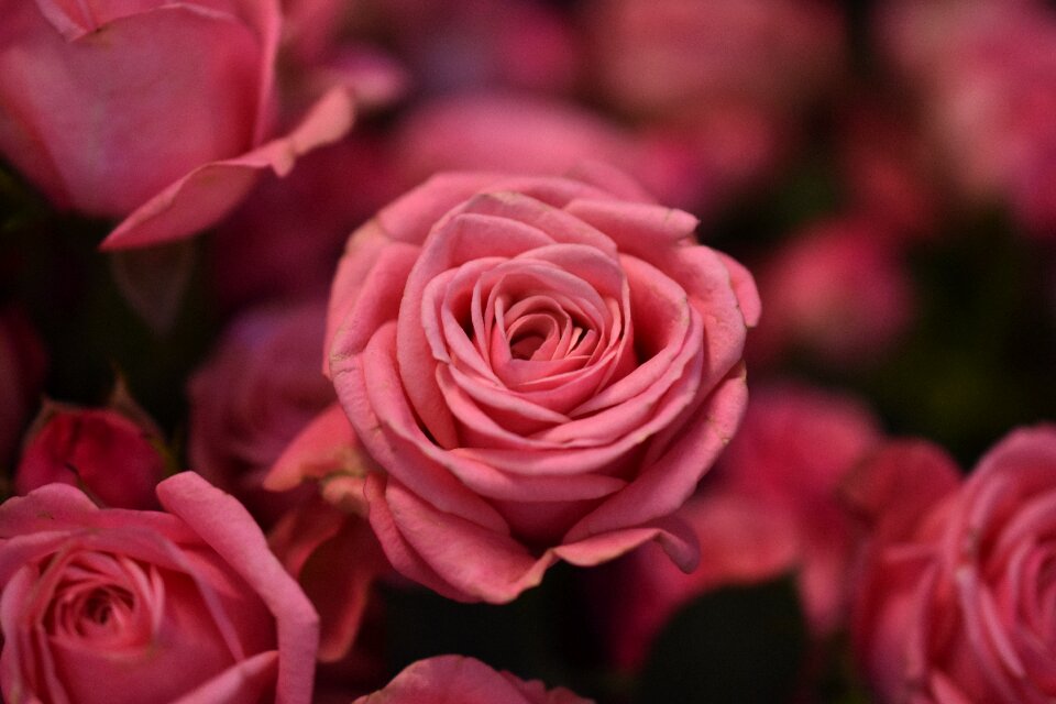 Blooming floral love