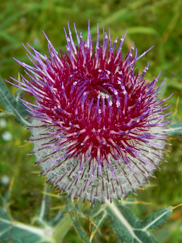 Flower nature thistle