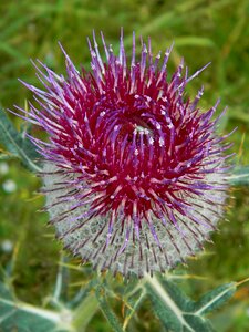 Flower nature thistle photo