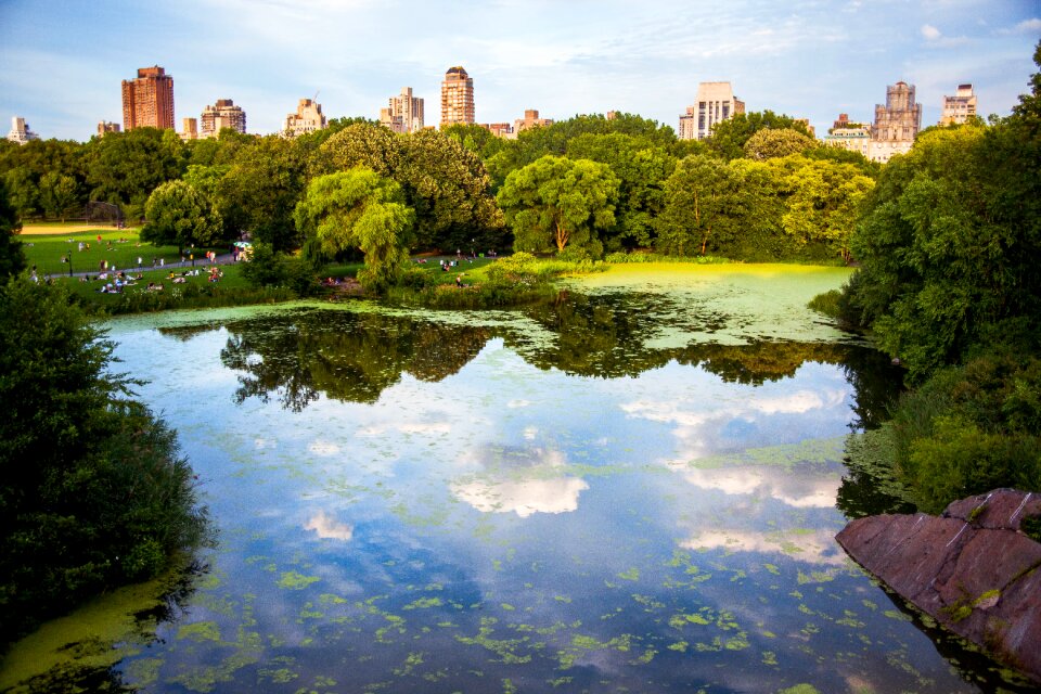 Lake green trees