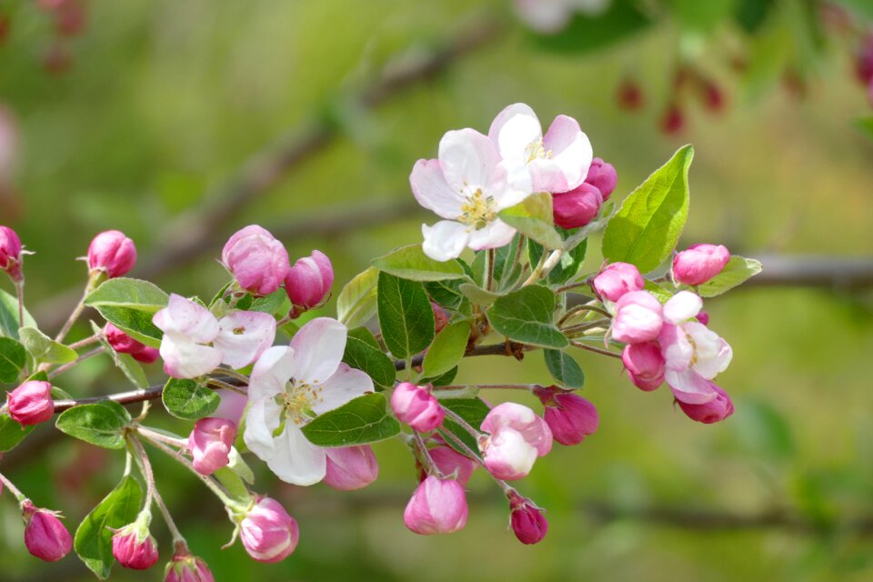 Nature tree branch