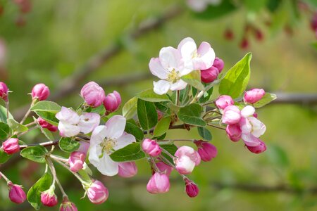 Nature tree branch