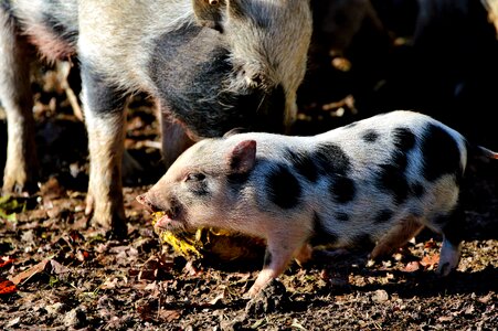 Young animal sow livestock