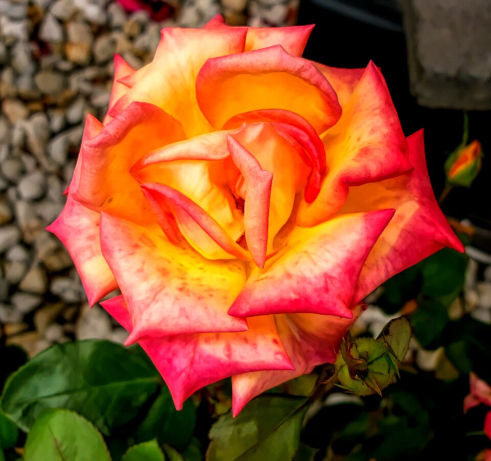 Petal flora love