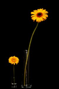 Flower nature plant