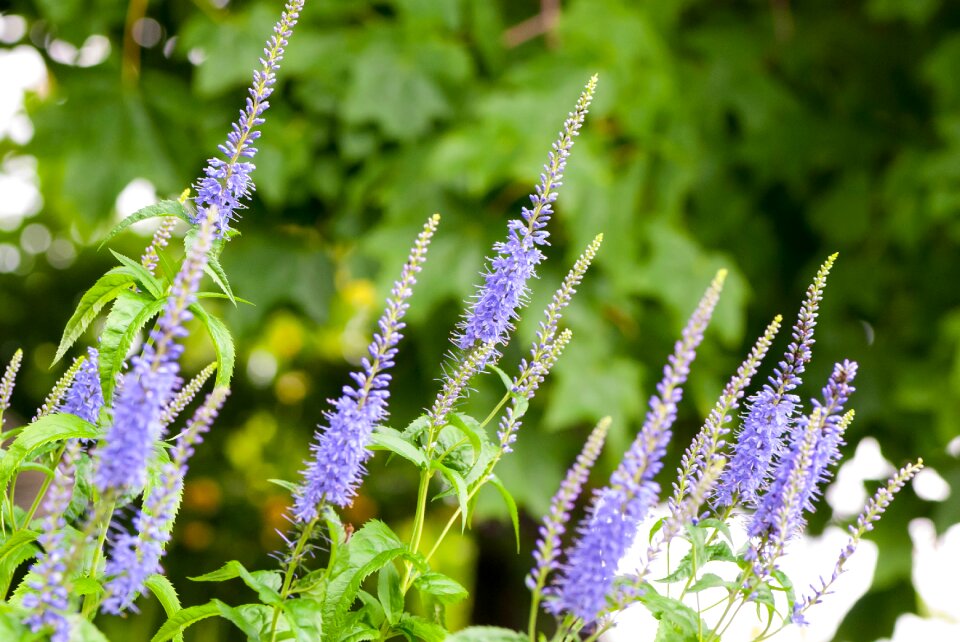 Nature plant summer