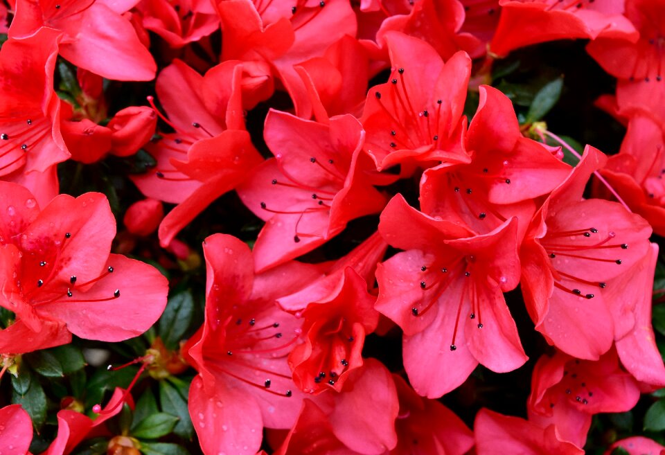 Red flower blossom bloom