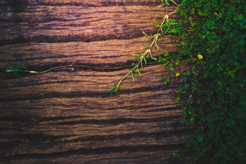 Nature plant texture