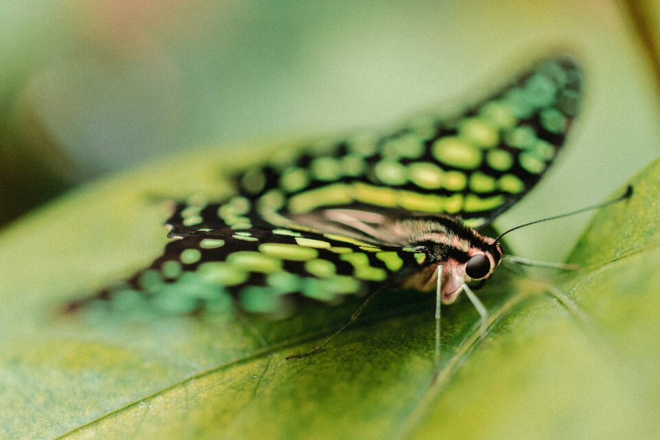 Macro close up nectar