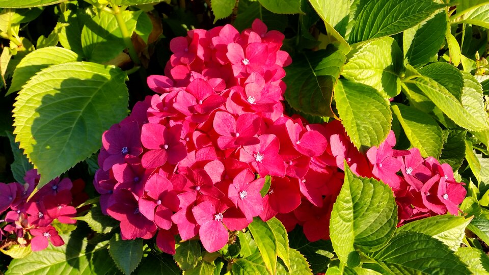 Bloom red hydrangea flower photo