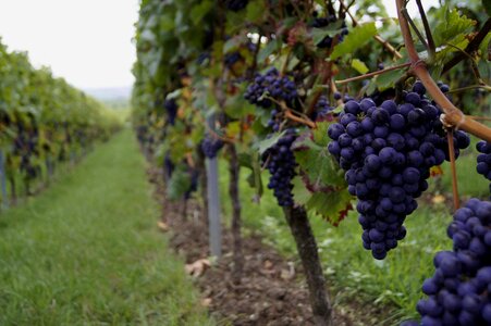 Grapevine red grapes vineyard