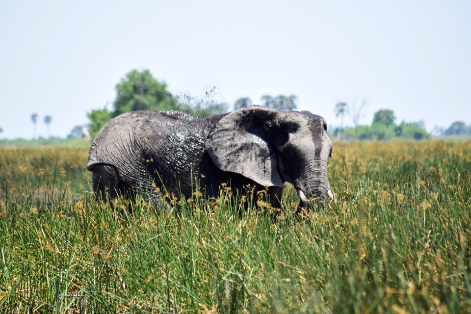 Grass hiding botswana