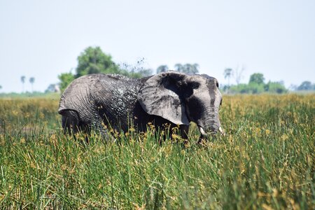 Grass hiding botswana