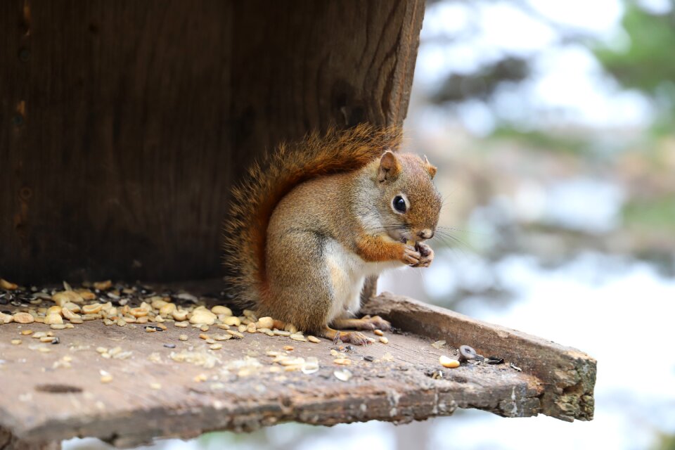 Squirrel rodent animal world