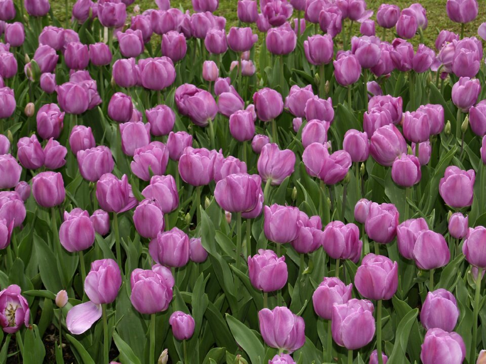 Tulips purple park garden sigurtà italy
