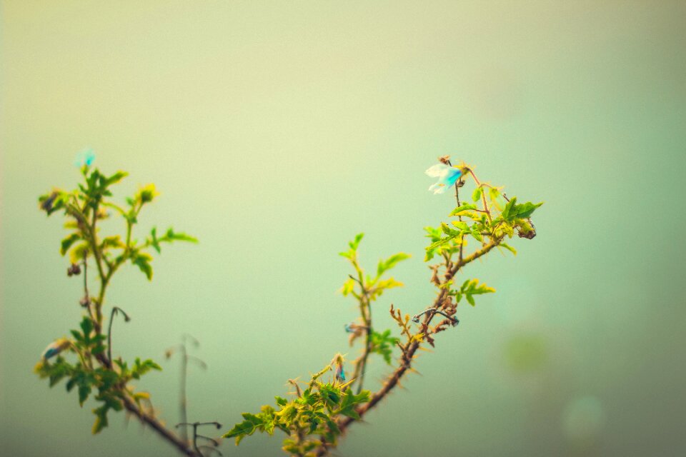 Foliage nature summer
