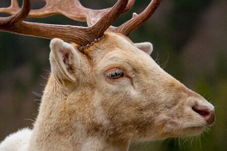 Animal nature animal world