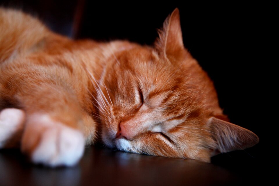 Cute yellow brown sleep