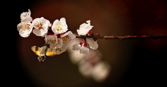 Nature tree branch