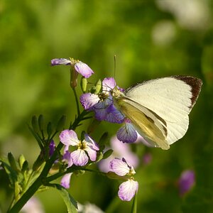 White pieris brassicae foraging