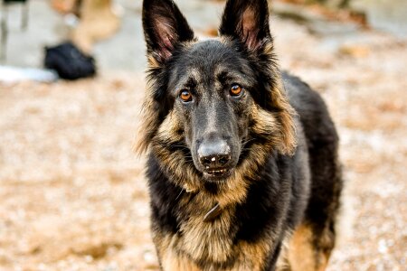 Animal puppy nature