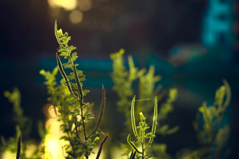 Foliage nature summer