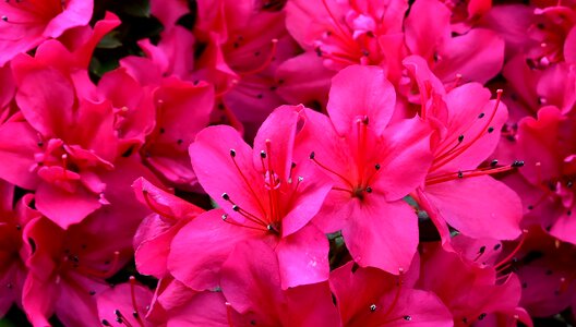 Pink flower blossom bloom