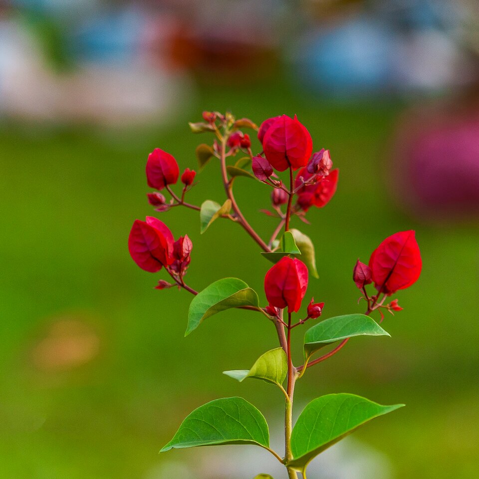 Paper flowers flower beam