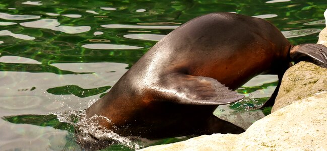 Robbe meeresbewohner animal
