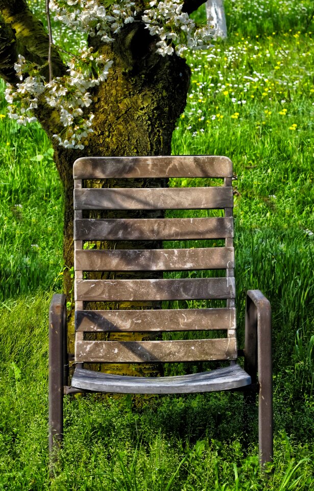 Flowers cherry blossoms old chair