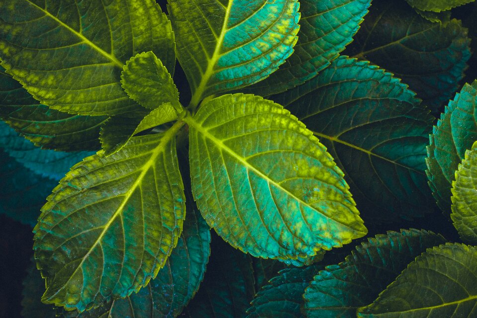 Foliage nature summer