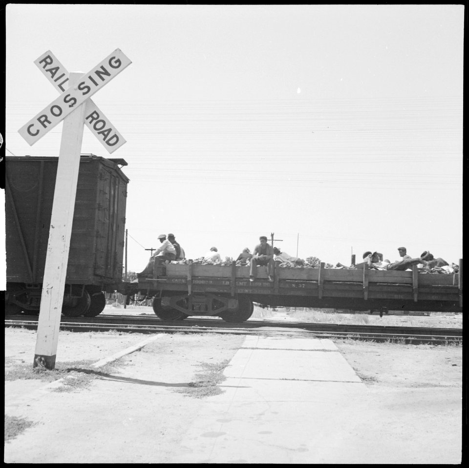 Between Bakersfield and Fresno, California. On the Freights. A typical hobo cargo riding on a flat car. Twelve are... - NARA - 532075