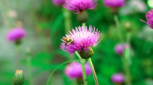 Summer flower outdoors photo