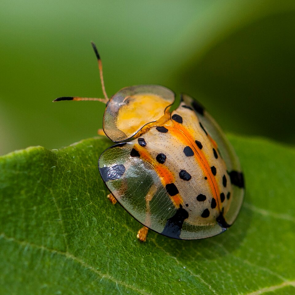 Close-up wing bugs